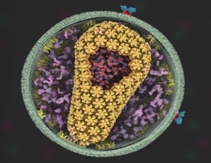 Illustration of a cross-section of HIV.