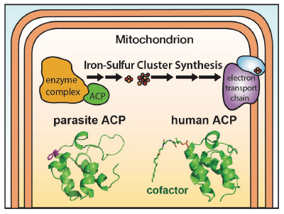 mitochondrion graphic