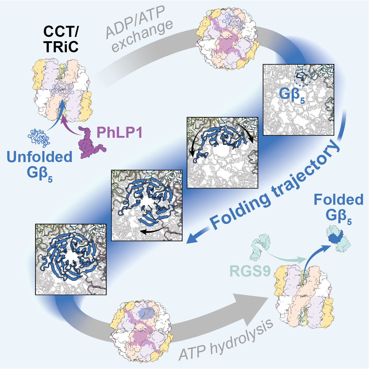 Visualuizing the Chaperone-Mediated Folding Trajectory of the G Protein β5 β-propeller