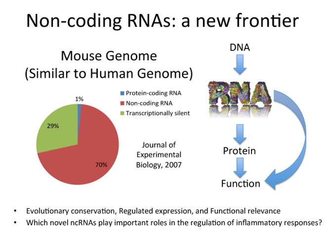 O'Connell Lab Non-coding RNAs: a new frontier
