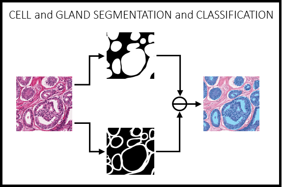 Cell and Gland
