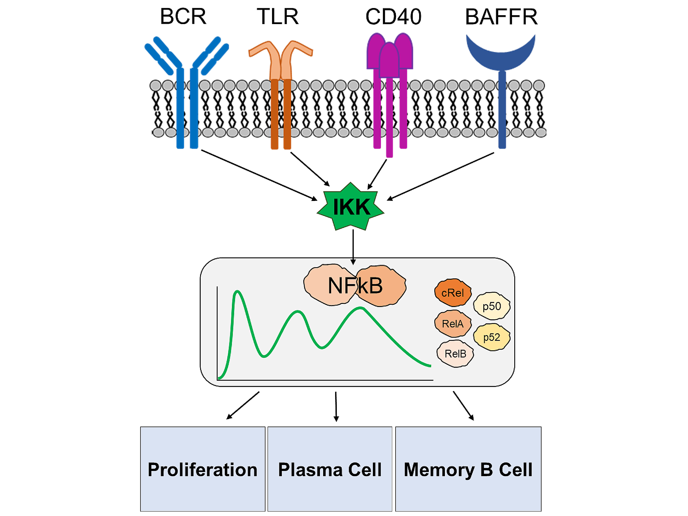 Roy Research NFkB system in B cell fate decision diagram