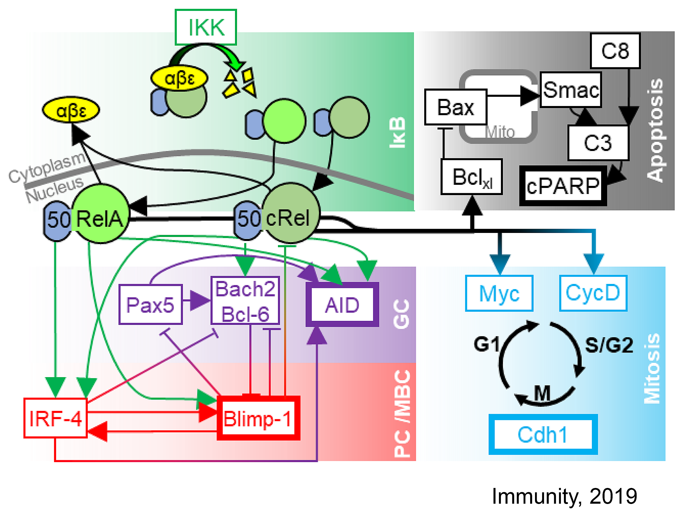 Roy Research Quantitative understanding of lymphocytes response in infectious disease diagram