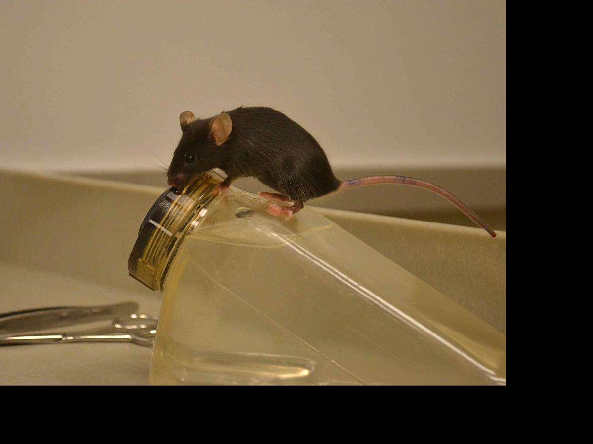 Mouse on bottle