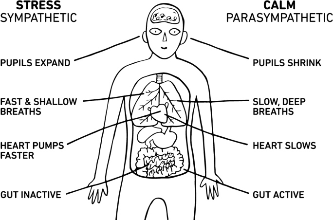 Diagram on of the body, stress vs. calm