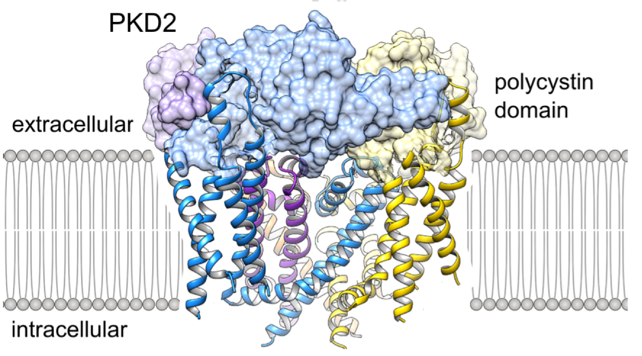 mitochondrion graphic