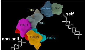 Dicer discriminates dsRNA with overhanging termini (self) from viral dsRNA (non-self).