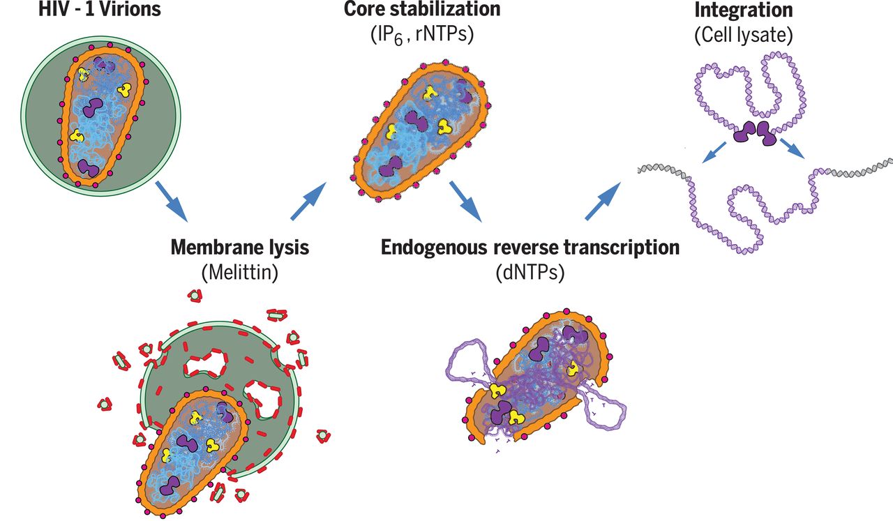 Summary of the stepwise reconstitution of HIV-1 capsid-dependent replication and integration in a cell-free system.