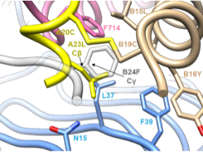 Cryo EM structure reveals how a novel insulin analog inspired by cone snail venom binds the human insulin receptor.