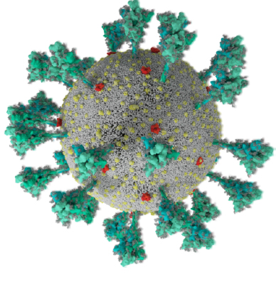 3D model of SARS-CoV-2.