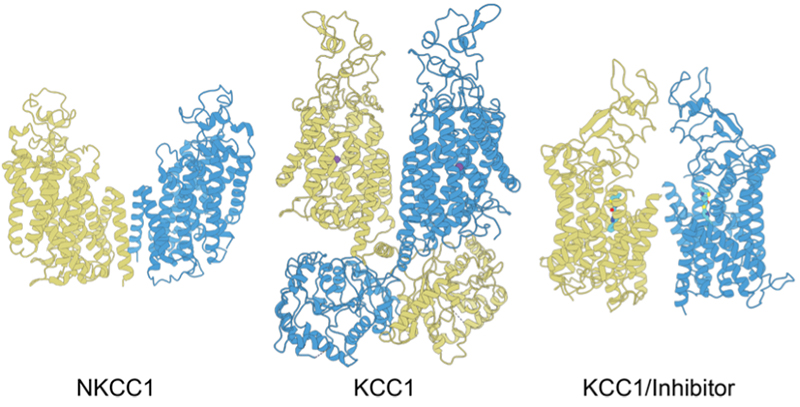 Structure and pharmacology of human NKCC1 and KCC1 transporters. Bound potassium ions (purple) and an inhibitor (colored) are shown in the KCC1 structures.