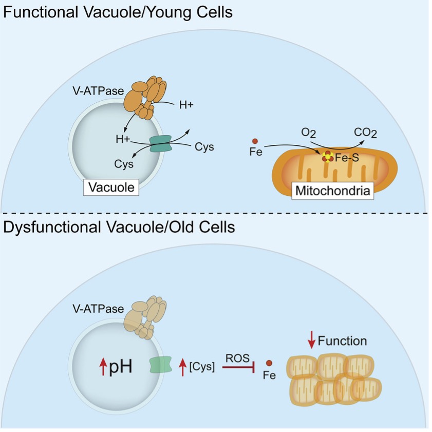 Connected disfunctions between aging vacuoles and mitochondria.