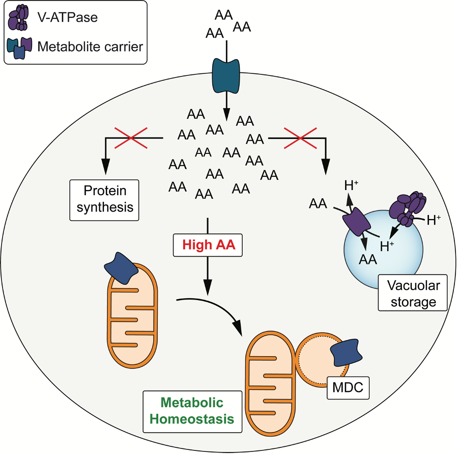 MDCs are membrane-bound structures that form from mitochondria in response to elevated amino acids levels in cells. MDCs coorperate with vacuoles (lysosomes) to protect cells from amino acid toxicity.  Amino acids are basic building blocks of all life, used for protein synthesis, metabolic fuel, and biosyntheses. Like most metabolites, cellular amino acid levels must be tightly controlled. Inadequate amino acid availability leads to starvation and associated problems, including sarcopenia, loss of fertility, and decreased immunity. Conversely, amino acid surplus is also highly problematic, and has emerged as a hallmark of many age-related diseases, including cancer and diabetes. Despite our widespread knowledge of how cells sense amino acids and adapt to amino acid starvation, we do not yet fully undertand how cells detect and respond to amino acid excess, and how this excess elicits cellular toxicity if unchecked. This study from Hughes and colleagues outlined a new mechanism by which cells protect themselves from the toxic effects of amino acid excess. When faced with high amino acid levels, cells generate a membrane-bound structure from mitochondria, called the mitochondrial-derived compartment (MDC). MDCs are conserved from yeast to humans and they promote intracellular amino acid catabolism. Loss of MDCs, in combination with other systems that regulate amino acid homeostasis, renders cells highly sensitive to perturbations in amino acids supply, and leads to amino acid-induced cell death. These results outline a new mechanism by which cells regulate nutrient metabolism, and advance our understanding of how cells maintain metabolic homeostasis.  Mitochondrial-derived compartments facilitate cellular adaptation to amino acid stress.