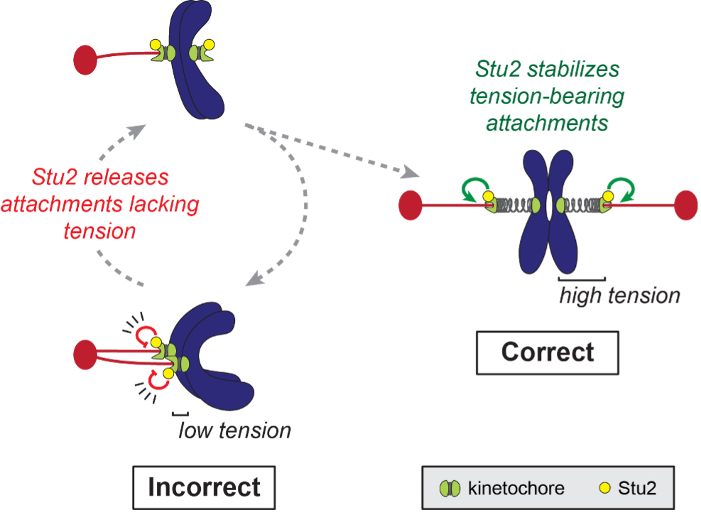 Stu2 allows kinetochores to “sense” whether correct kinetochore-microtubule attachments have been made and correct erroneous attachments based on tension.