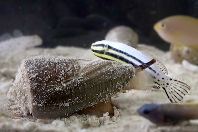 A marine cone snail uses the "taser and tether" hunting strategy. Credit: Helena Safavi.