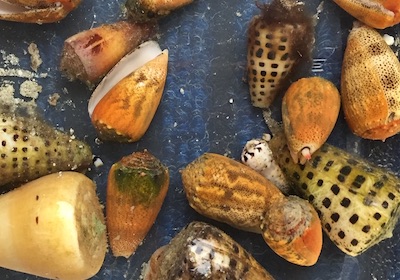 Cone snails collected from the Solomon Islands. Photo credit: Helena Safavi.
