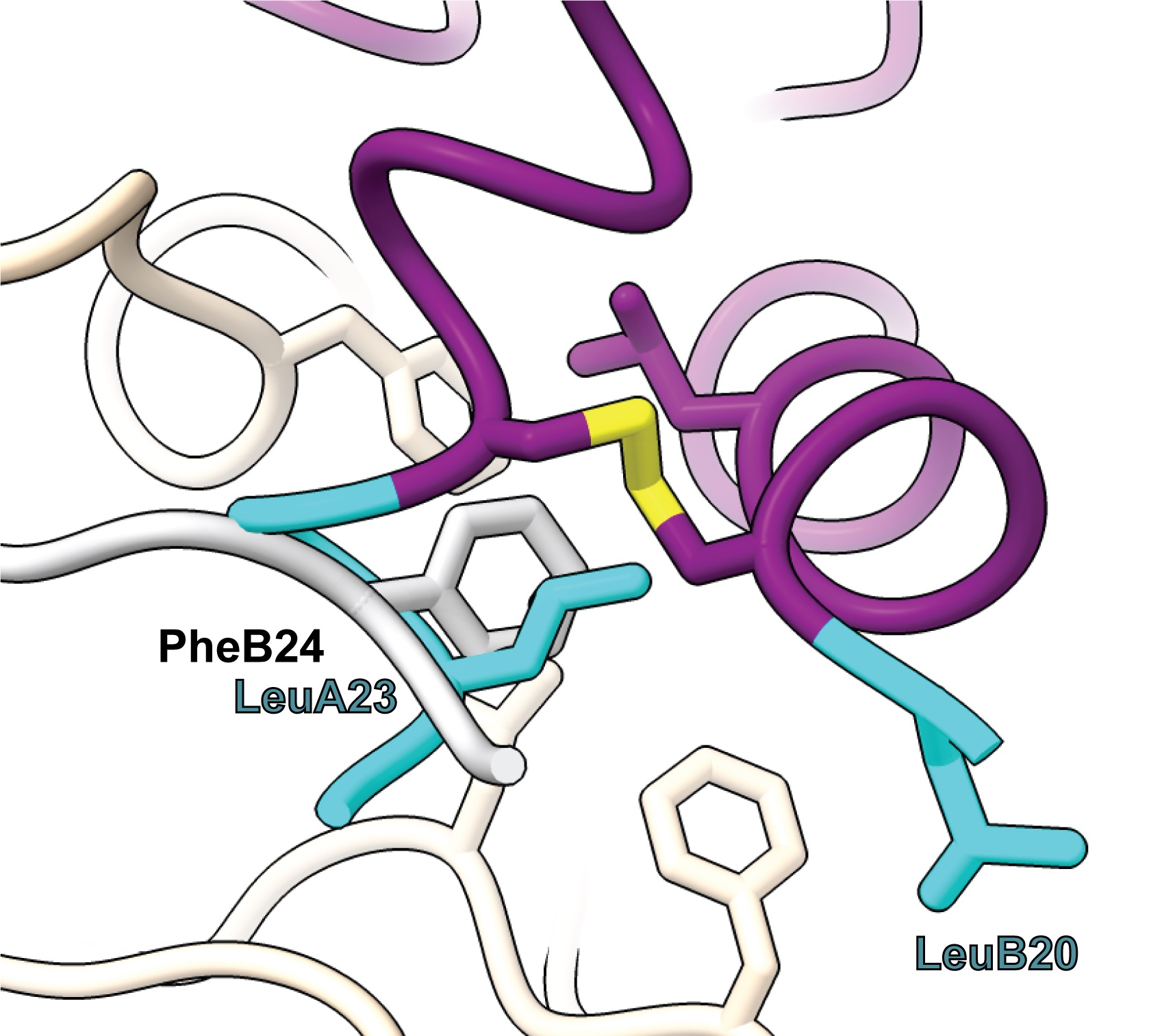 Cryo EM structure reveals how a novel insulin analog inspired by cone snail venom binds the human insulin receptor.