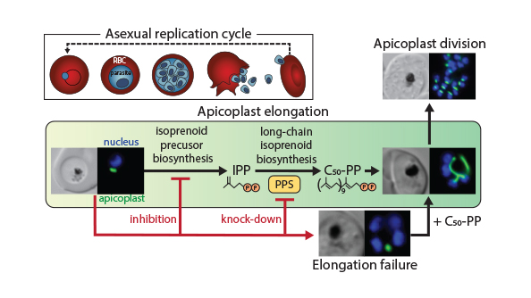 Malaria parasites synthesize a long-chain isoprenoid lipid that is required to grow and divide an essential organelle called the apicoplast.