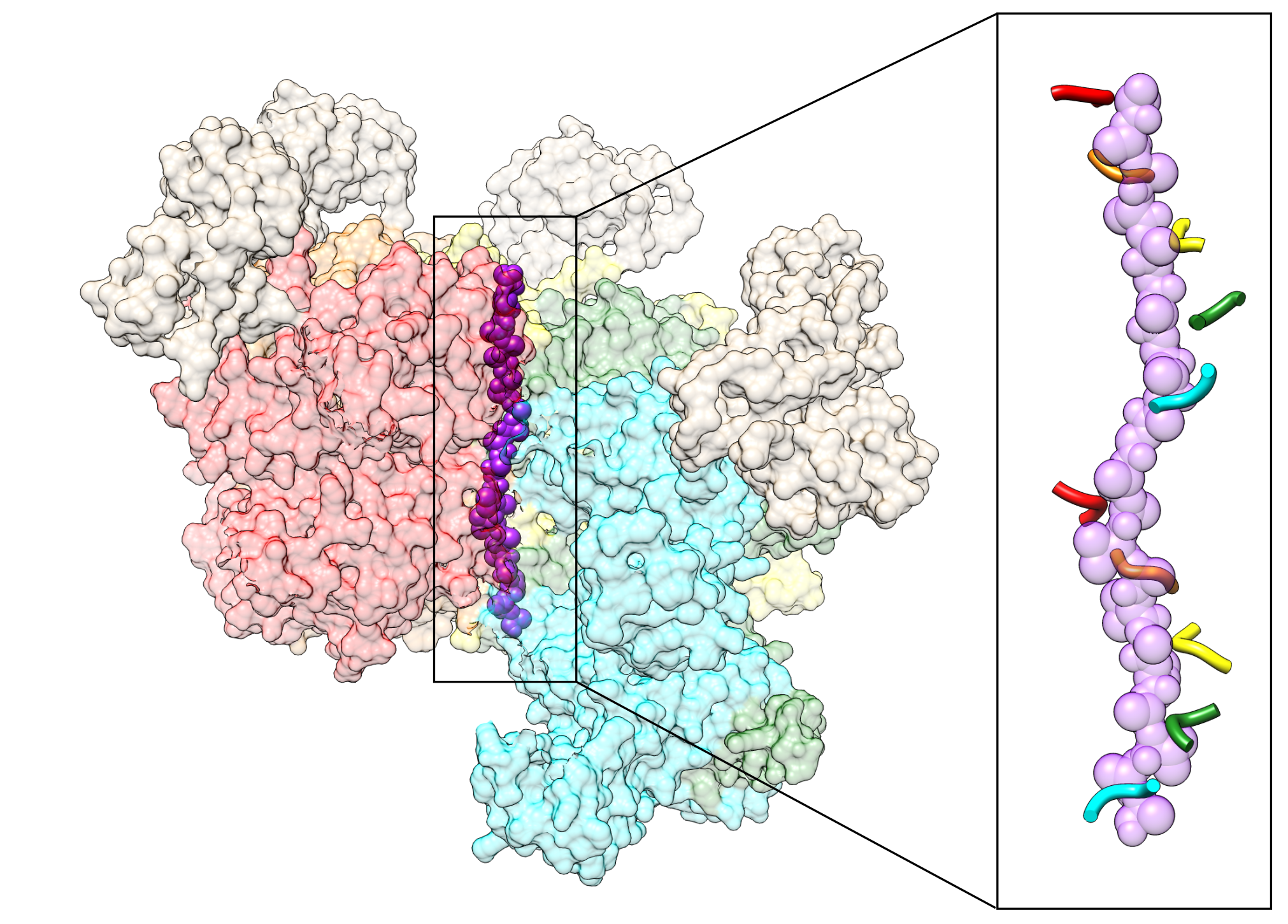 Structure of p97 in the act of unfolding a native substrate. Left, Model of the asymmetric p97 hexamer with a protein substrate (purple) being unfolded through the central channel. Right, zoomed-in view of p97 pore loops wrapping around the substrate in a spiral staircase configuration.