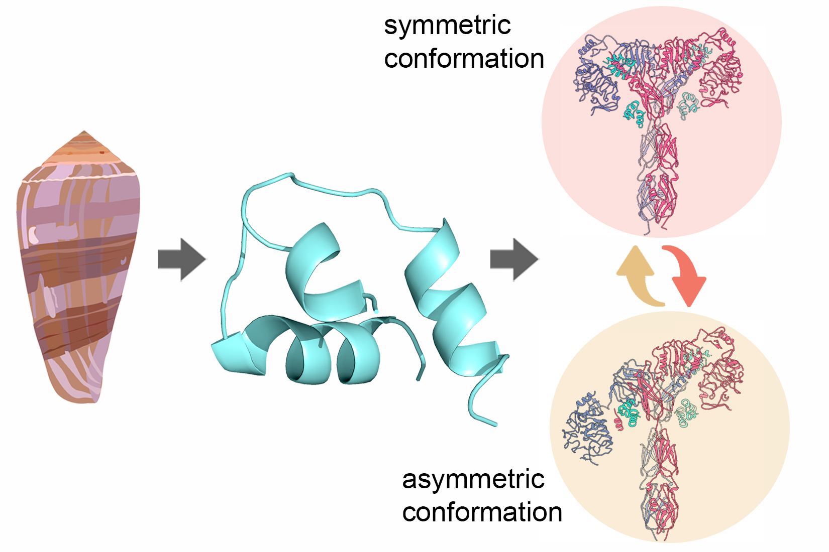 A fast-acting cone snail insulin led to the design of a novel chimeric human-venom insulin analog. The cryo-EM structure of this analog, in complex with the  external domain of the human insulin receptor, revealed a continuum of conformations from the symmetric state to a highly asymmetric, low-abundance state whose functional importance is now being investigated.