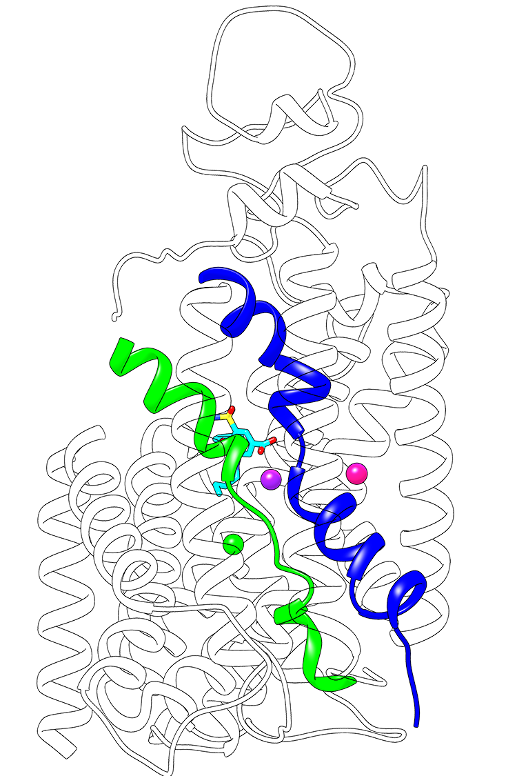 The loop diuretic drug bumetanide (stick) freezes the transport protein in one of its specific shapes, preventing it from shuttling ions (spheres) through an interior channel.