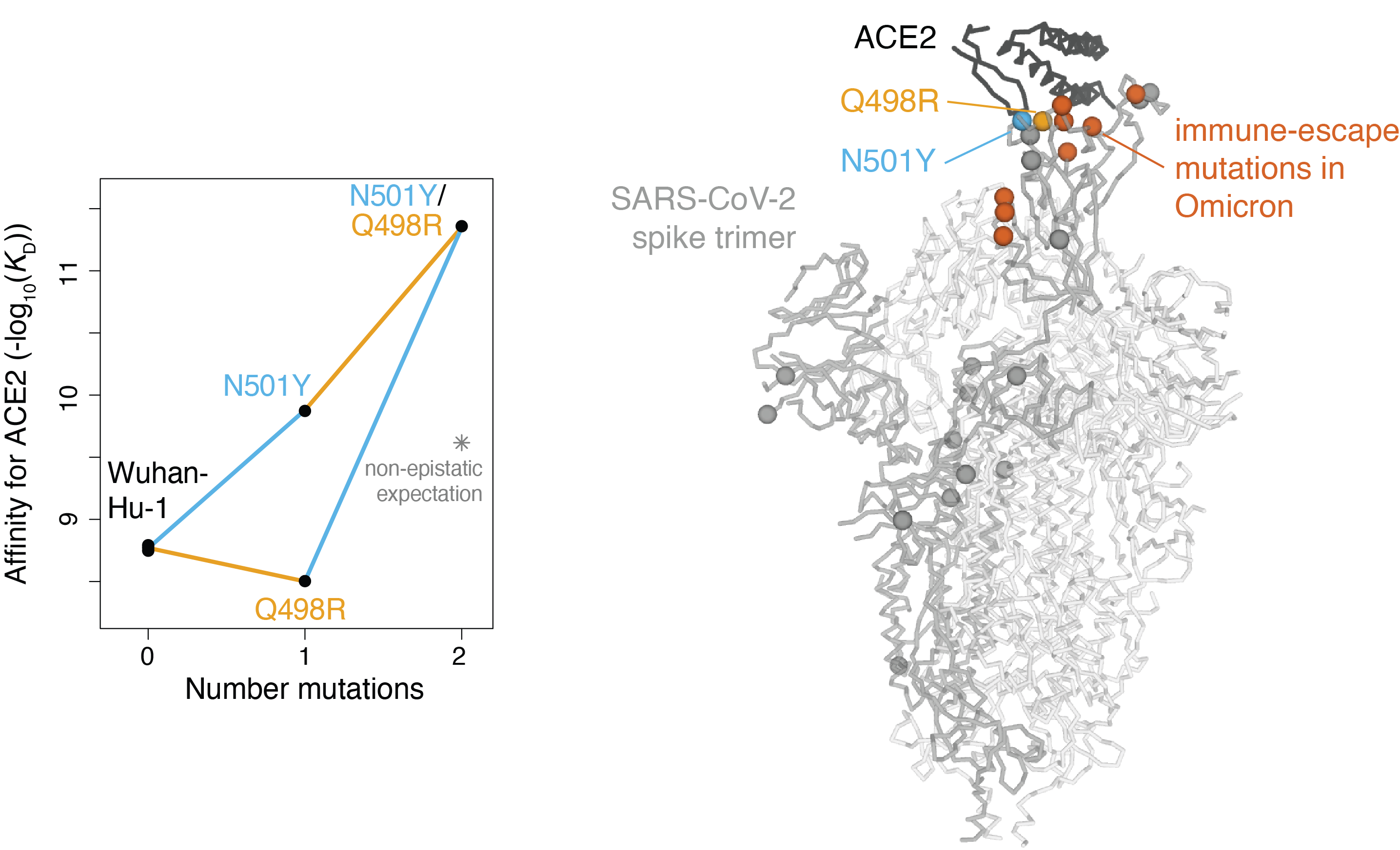 Identifying Biological Impacts of SARS-CoV-2 Variants of Concern