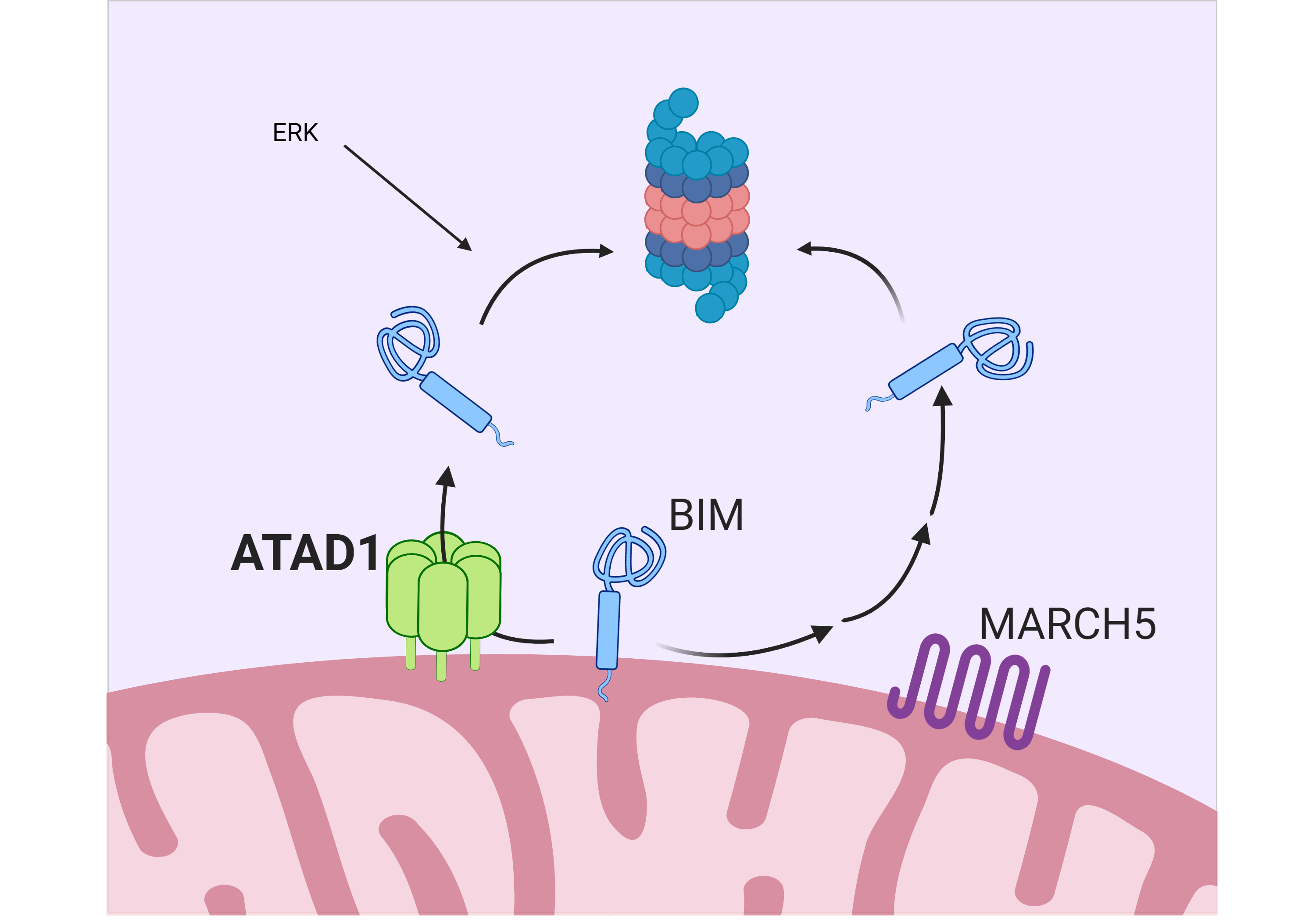The ATPase ATAD1 plays an important role in removeing proteins from the mitochondria.  Normally, this role is also redundantly  performed by another system involving MARCH5 and the proteasome.  When ATAD1 is missing, the proteasome system becomes required for the cell to be healthy.  This situation occurs in many cancers, and the authors are therefore testing whether inhibitors of the proteasome effectively treat patients with such cancers.