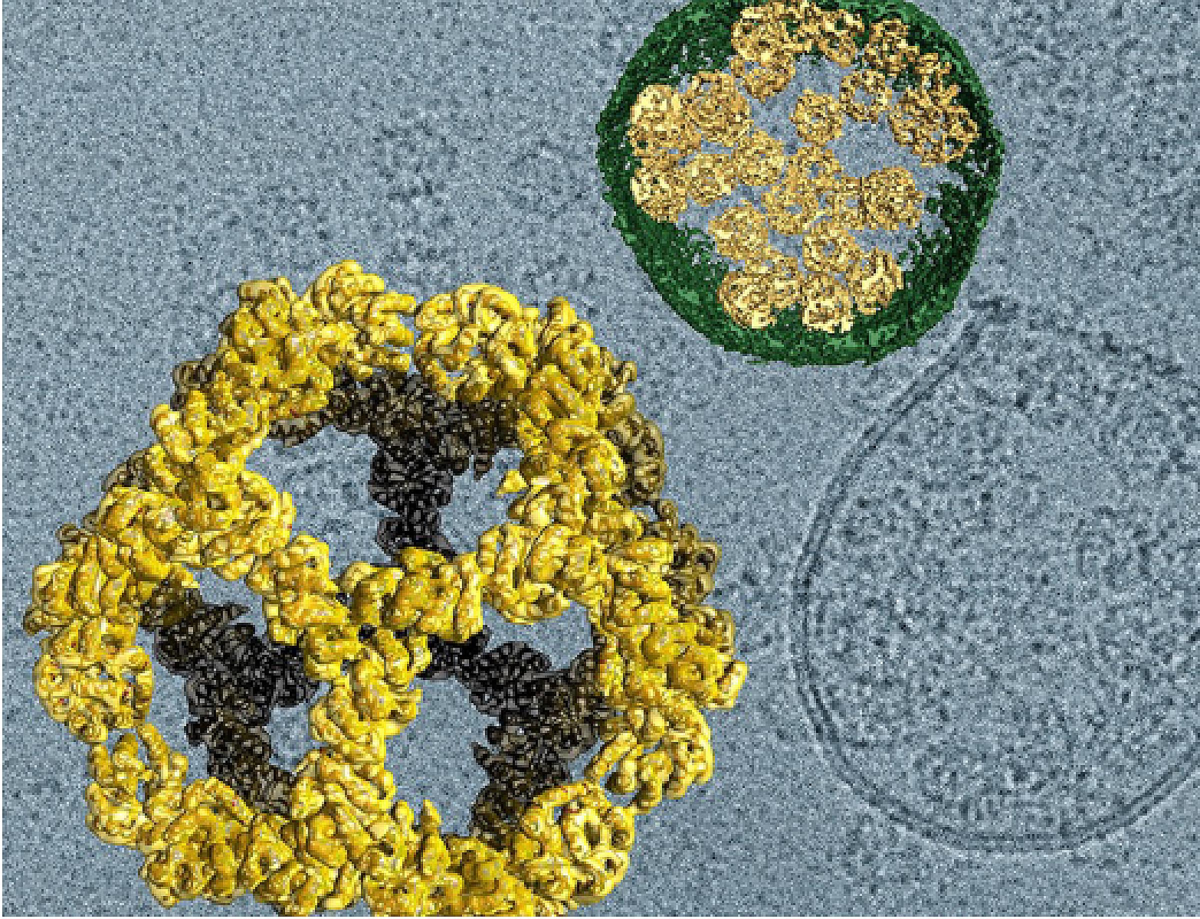 Designed protein nanocages released within membrane vesicles.