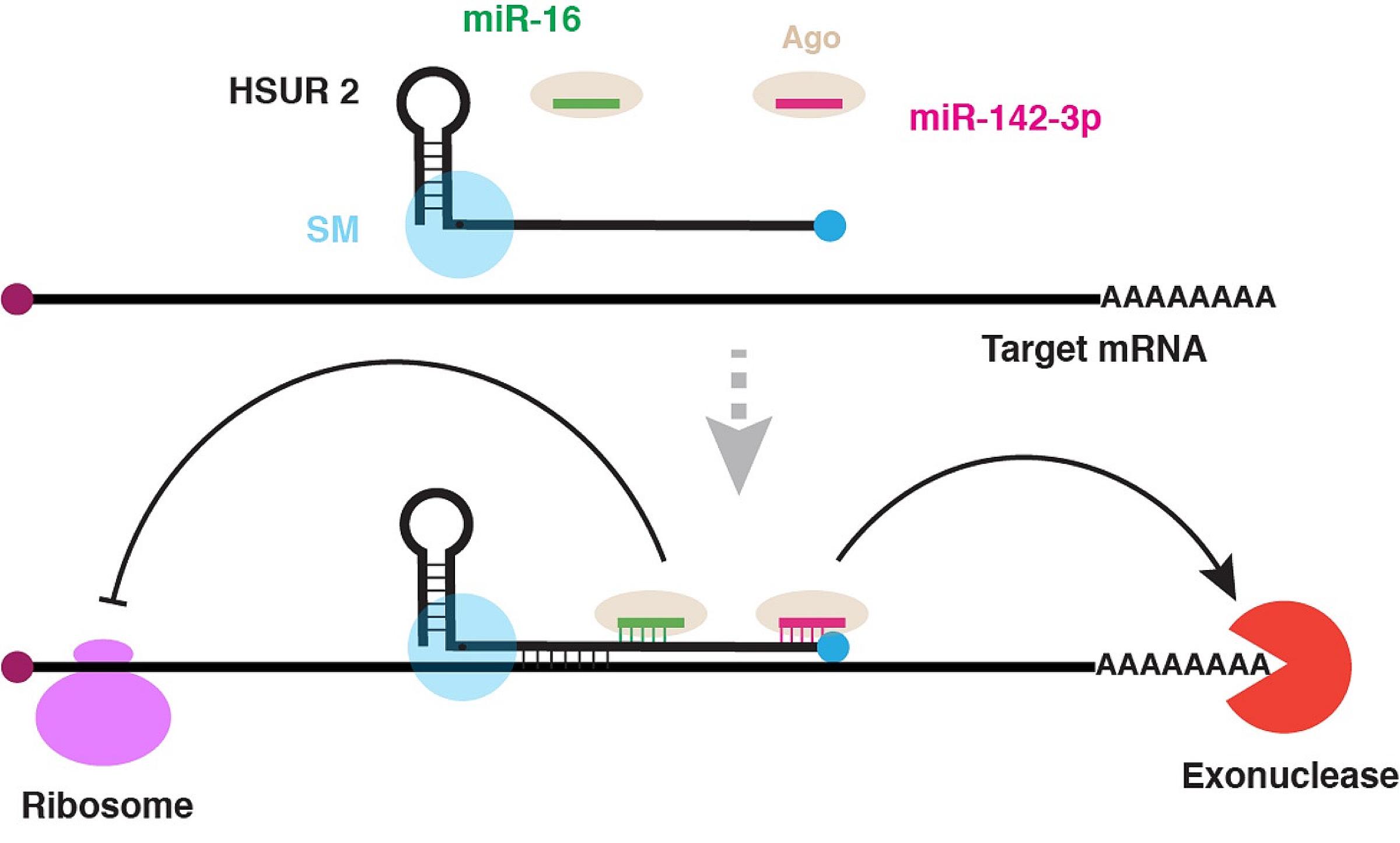 Model of viral HSUR2 RNA function. HSUR2 base-pairs with both host target mRNAs and miRNAs (miR-142-3p and miR-16), tethering them together and inhibiting target mRNA stability and expression.