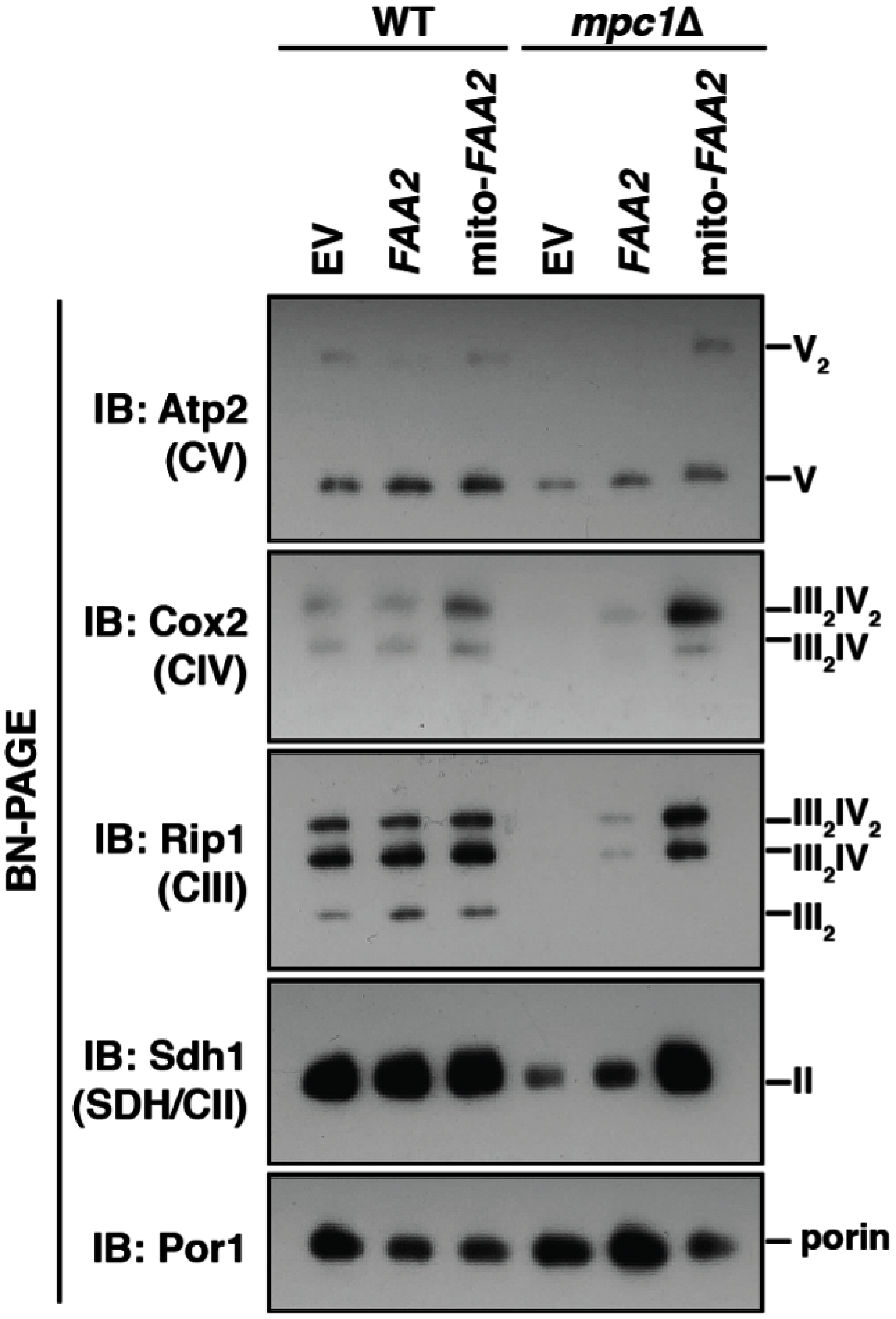 Western blot showing that yeast with impaired production of mitochondrial acetyl-CoA due to loss of the mitochondrial pyruvate carrier (mpc1D) have impaired assembly of respiratory complexes unless they are provided with an alternative means of acylation of the Acp1 protein. This is accomplished by targeting of the Faa2 protein to mitochondrial (mito-FAA2).