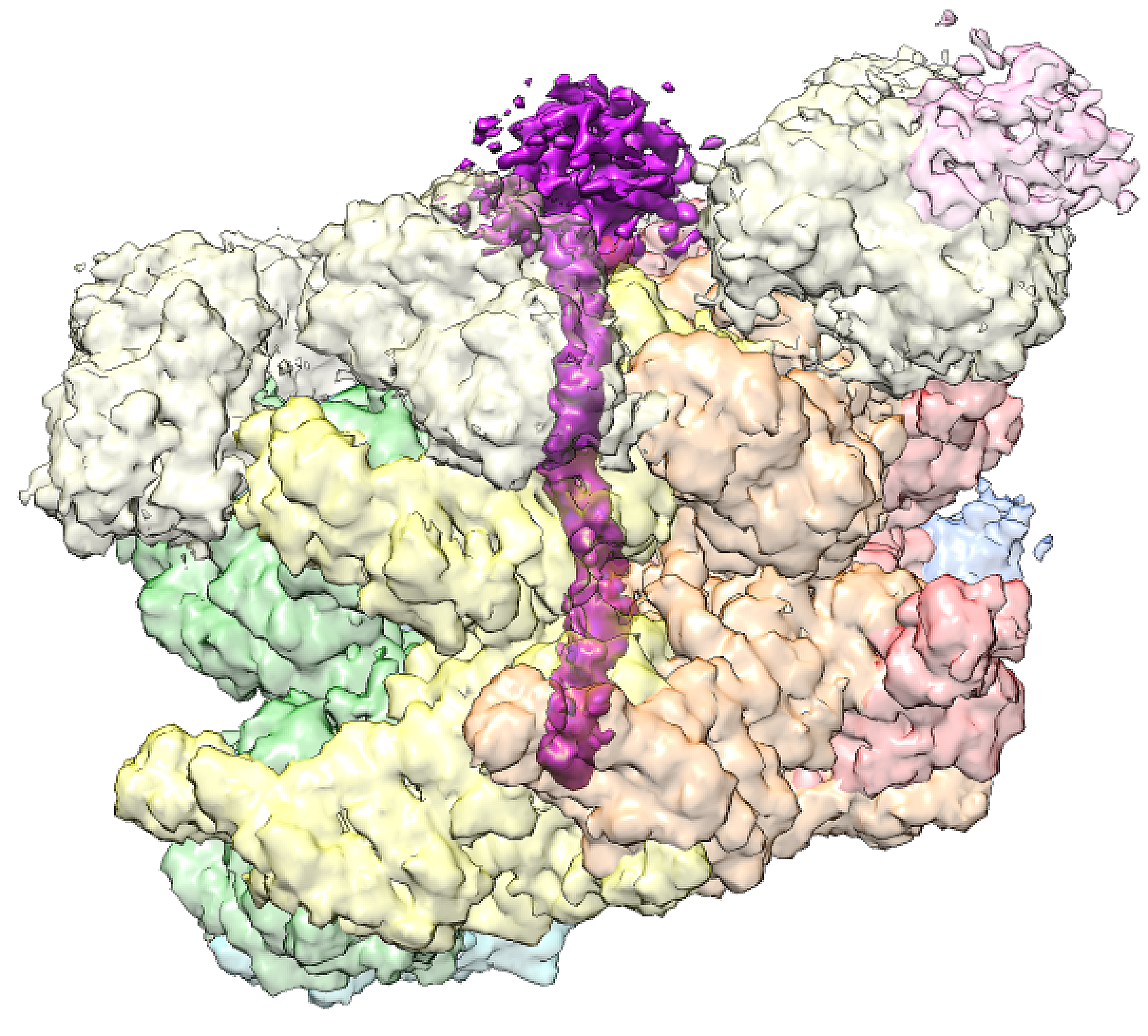 Cdc48 AAA ATPase unfolding a protein substrate