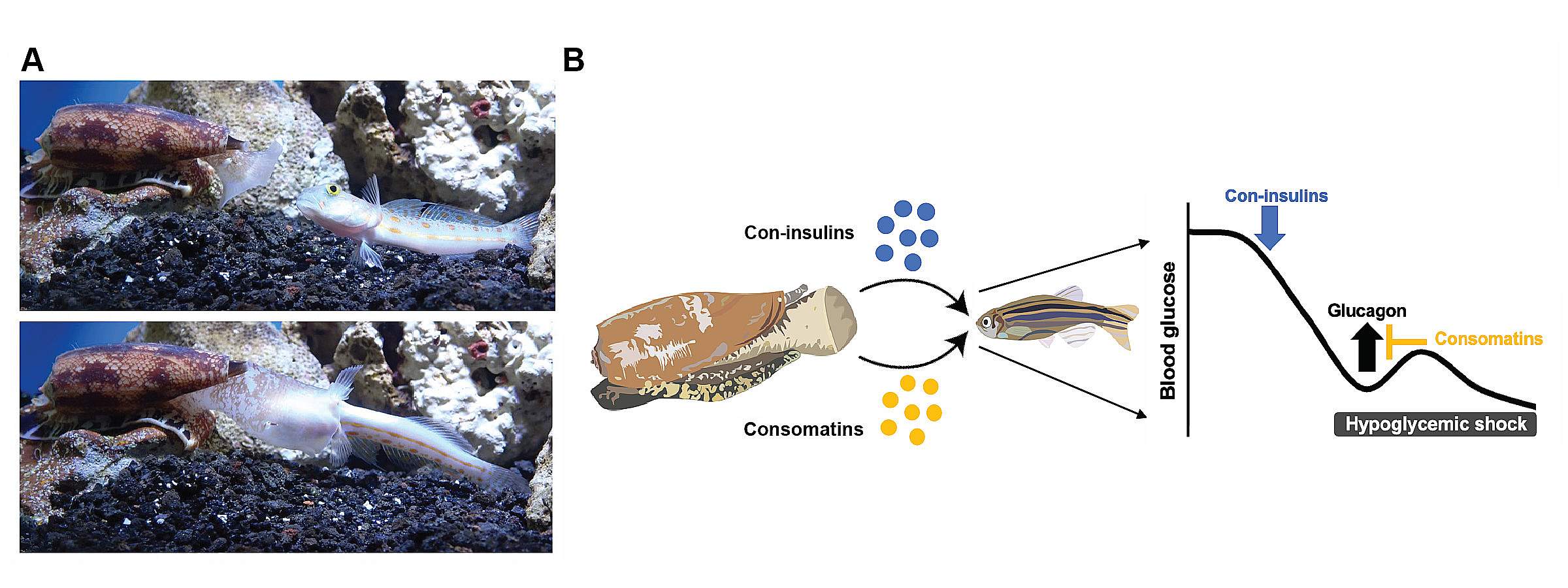 The venom contains toxin mimics of insulin (Con-insulins) and somatostatin (Consomatins) that together induce dangerous blood glucose in fish prey.