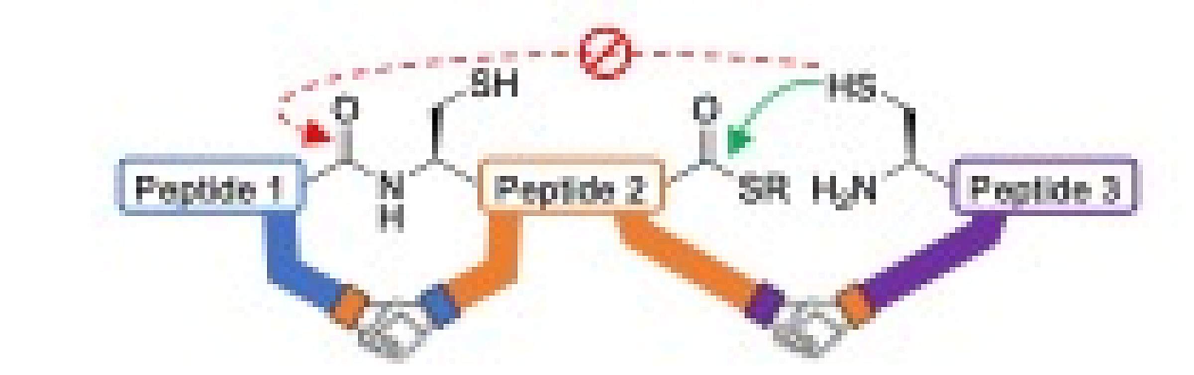 Schematic showing how CAPTN enables the ligation of three peptides in a single reaction. 