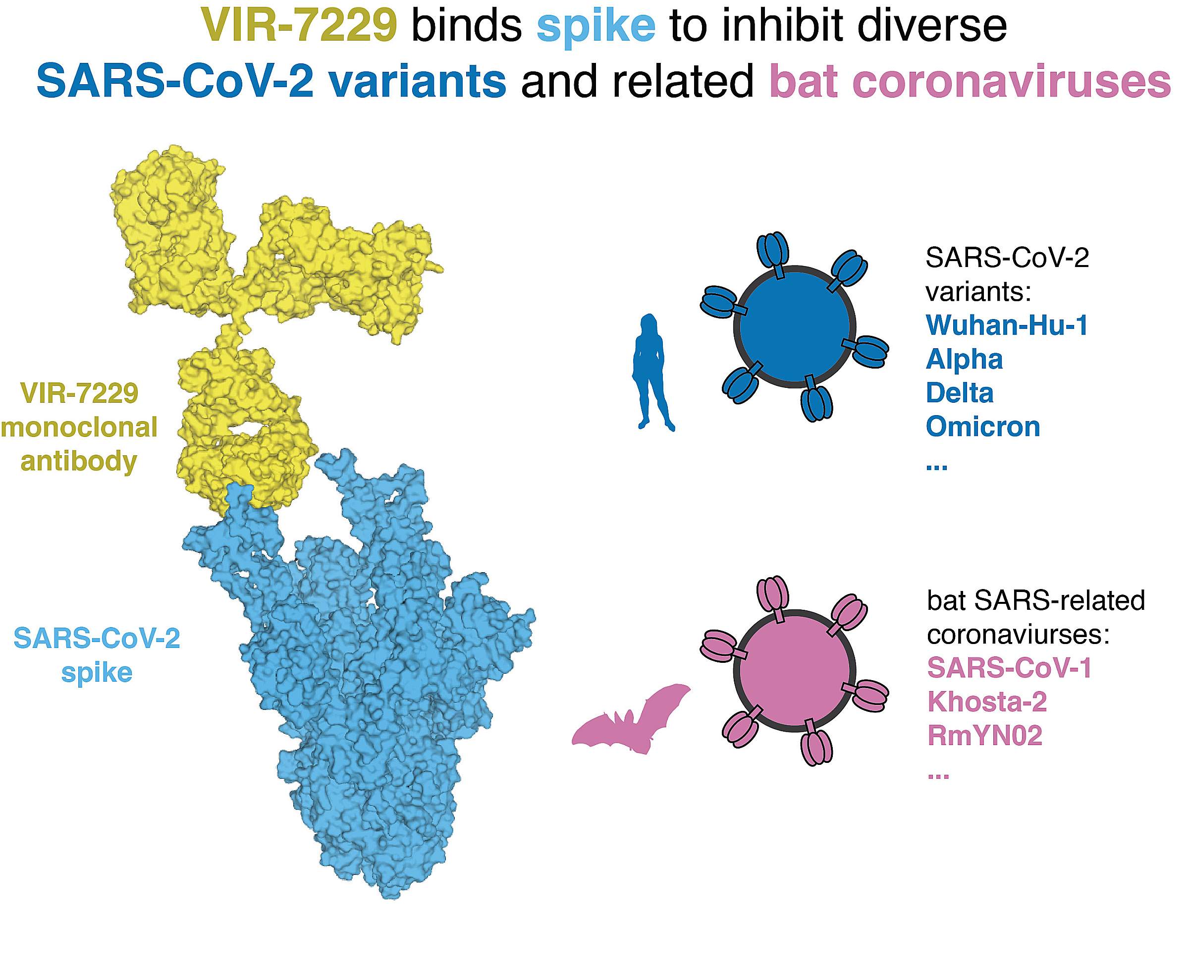 Molecular structure of the VIR-7229 monoclonal antibody