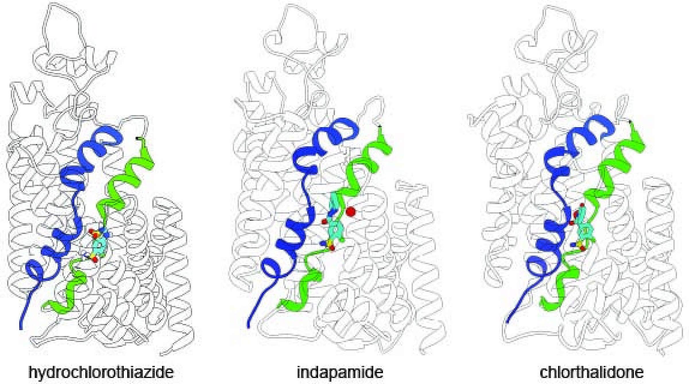 Yongxiang Zhao, Heidi Schubert, Alan Blakely, Biff Forbush, Micholas Smith, Jesse Rinehart & Erhu Cao. Structural Bases for Na+-Cl- Cotransporter Inhibition by Thiazide Diuretic Drugs and Activation by Kinases. Nature Communications. 2024 Aug 14;15(1):7006. PMCID: PMC11324901