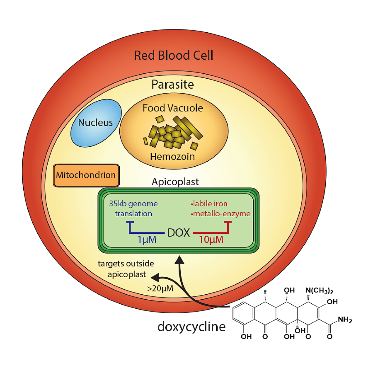 Summary of the anti-parasitic mechanisms of doxycycline that operate at different drug concentrations.