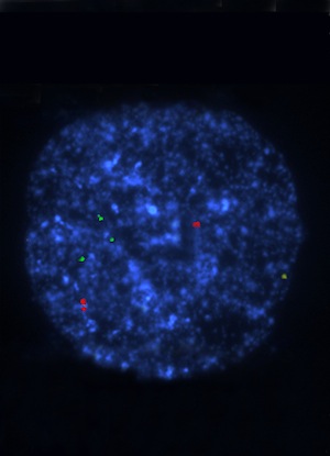 Fluorescent micrograph of a blastomere