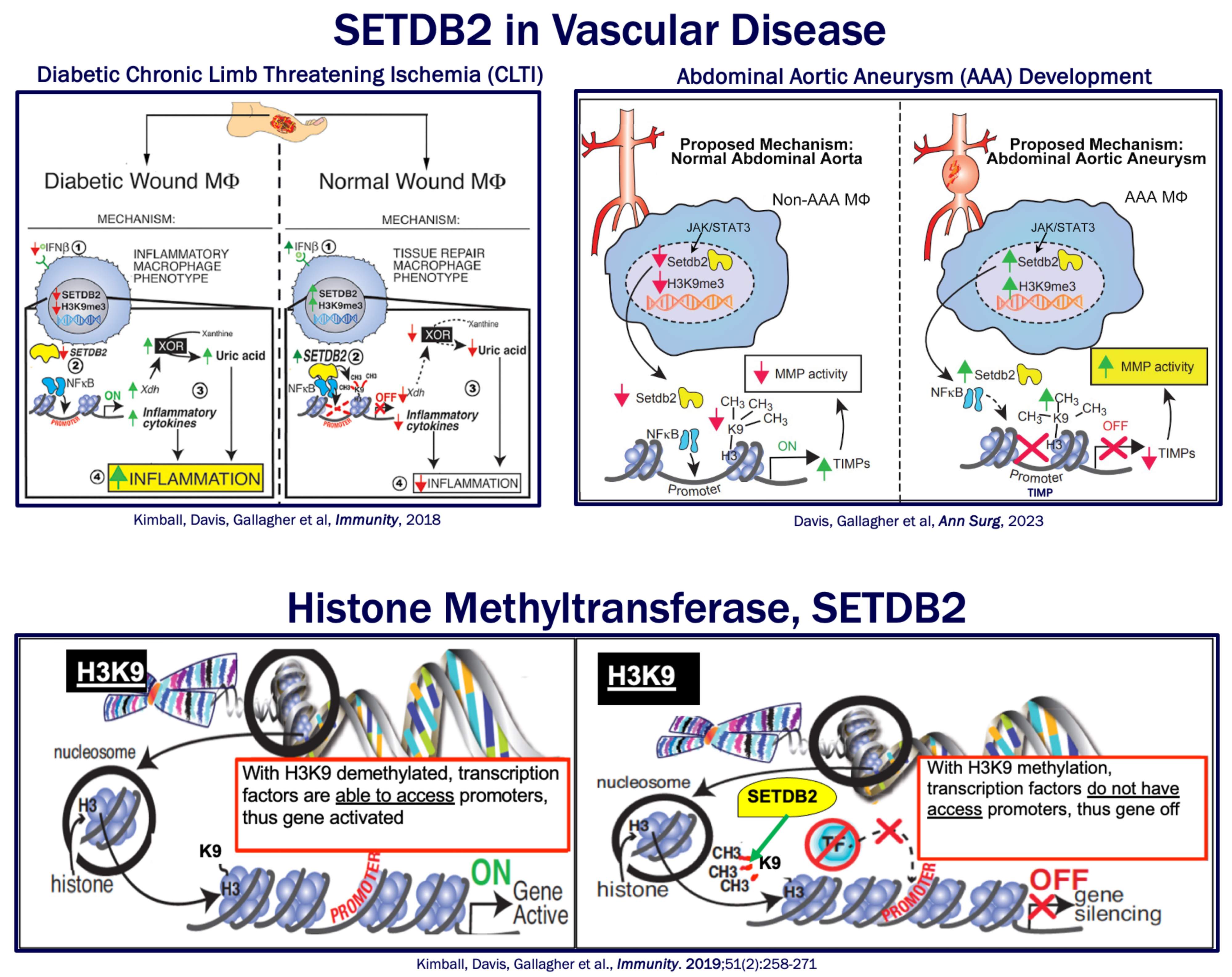 SETDB2 is a histone methyltransferase that shuts down gene transcription when active. SETDB2 in vascular disease. The enzyme SETDB2 is low in diabetic wounds and leads to poor wound healing. In aortic aneurysms, it is increased at the tissue inhibitor of metalloproteinases which causes increased metalloproteinase activity and aneurysm formation.