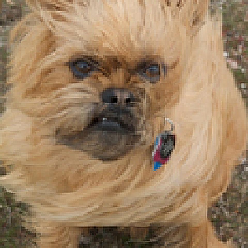 Silas (aka Space Dog)