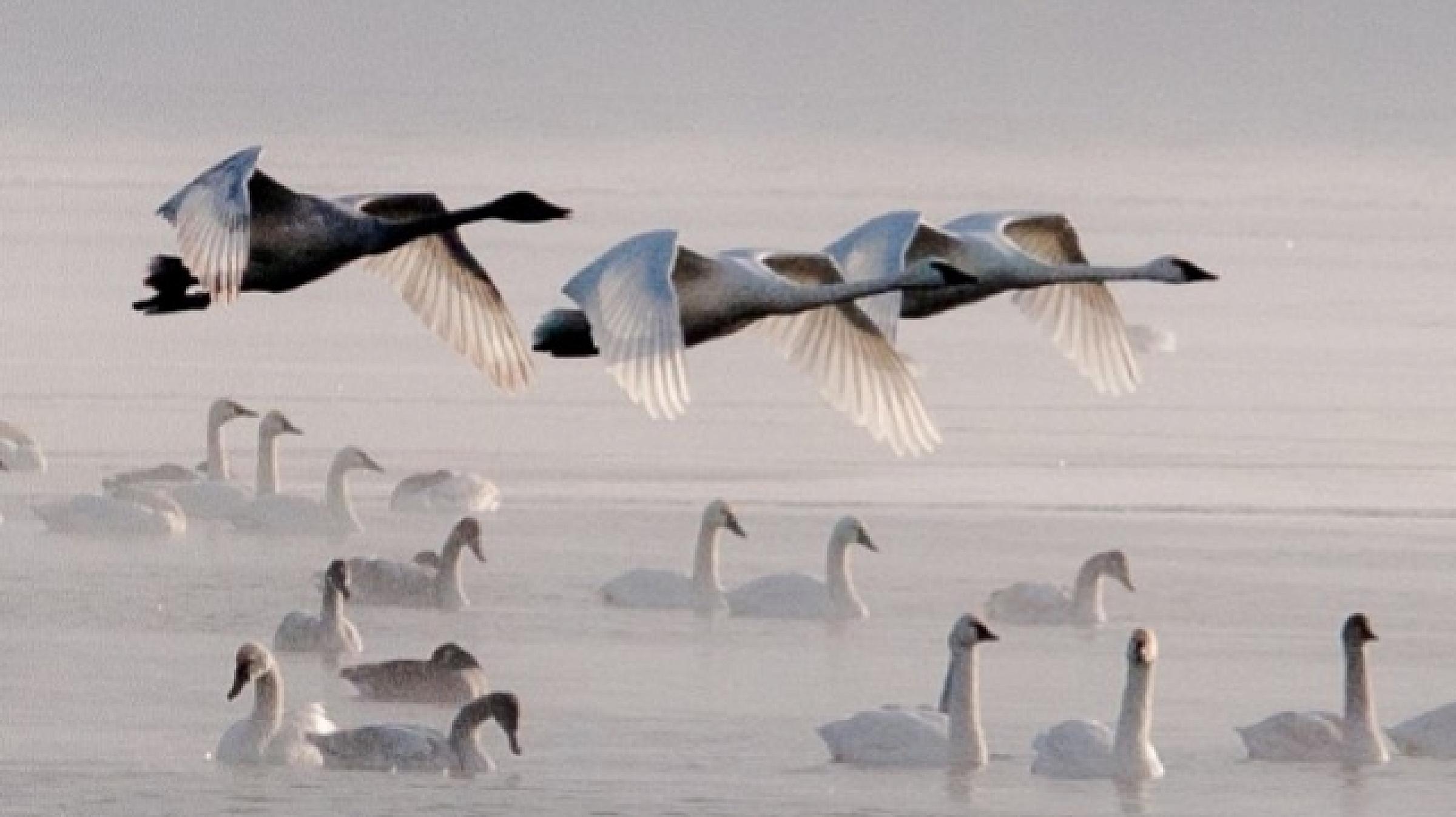 Swans