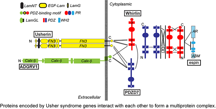 Yang Lab research image