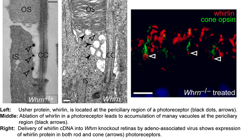 Yang Lab research image