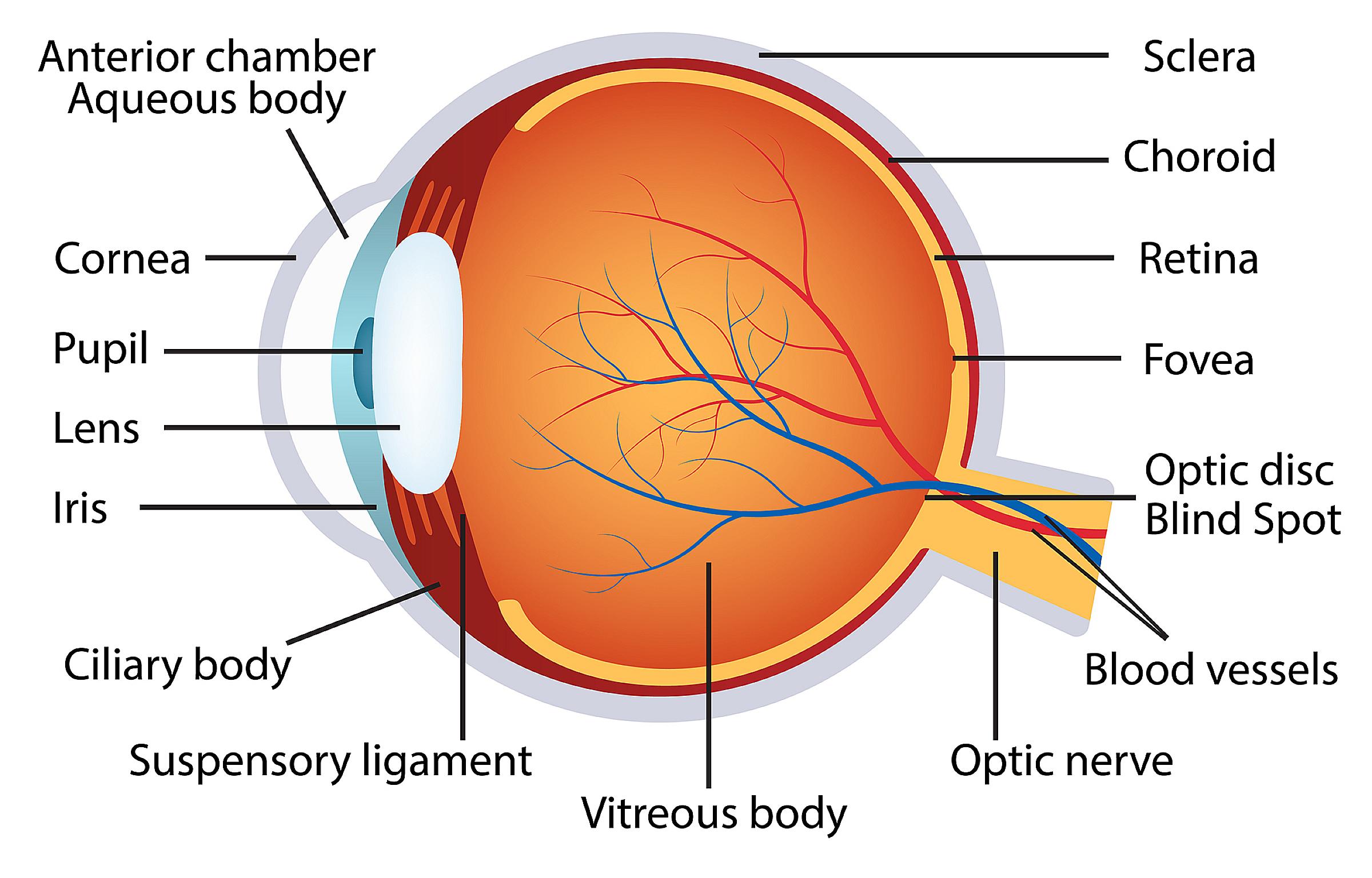 Human Eye Anatomy graphic