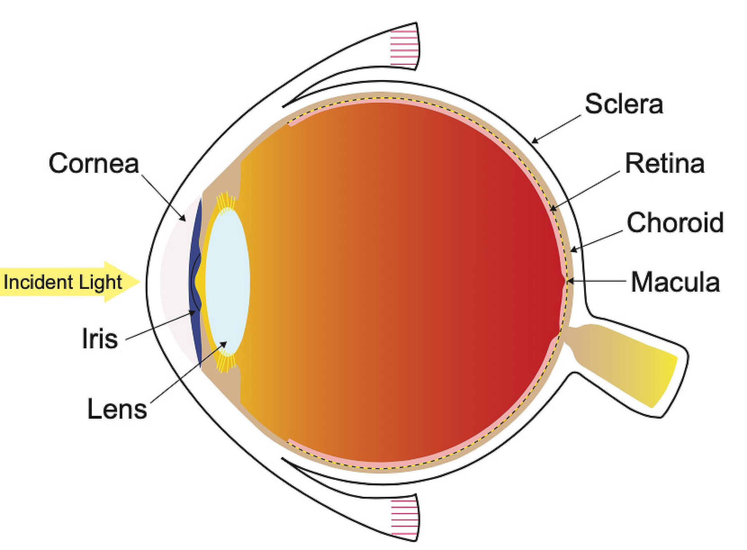 Eye anatomy chart