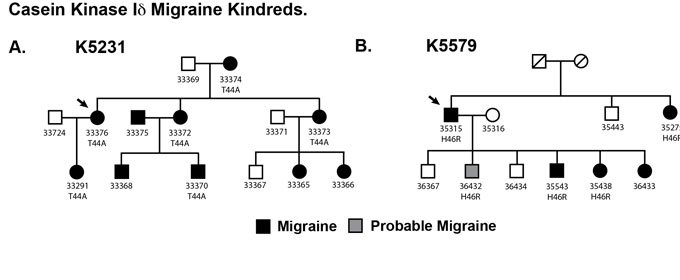 Headache Physiology Hero