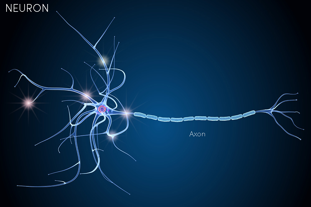 neuron2.jpg