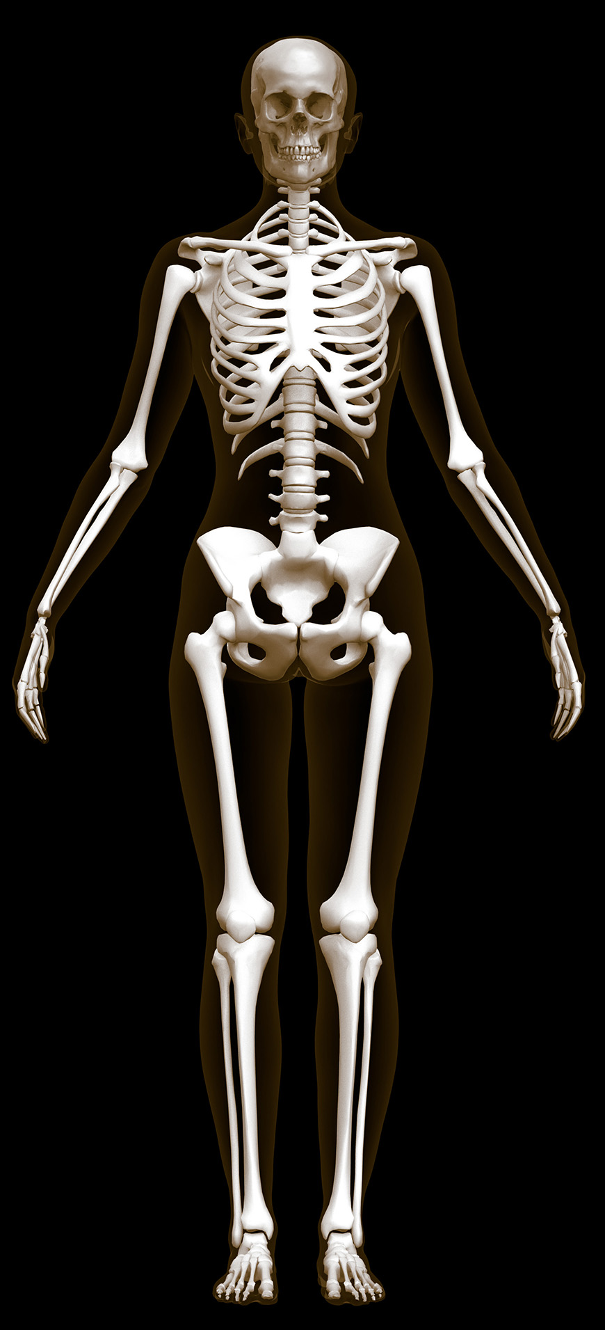 skeleton-870px-wide.jpg