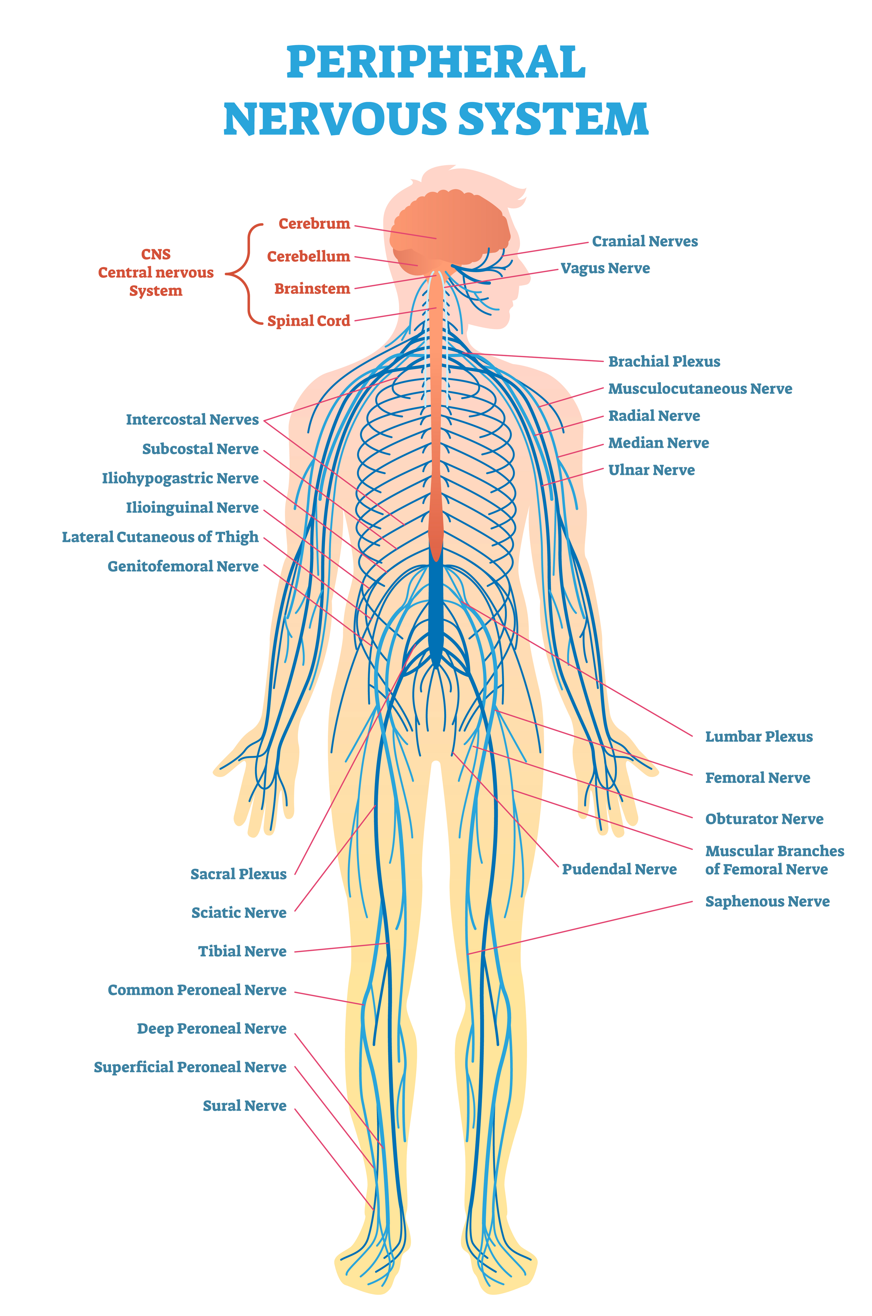 Peripheral Nervous System