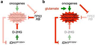 Huang Lab Metabolism and Hypoxia
