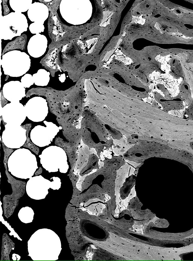 Bone Lab Image